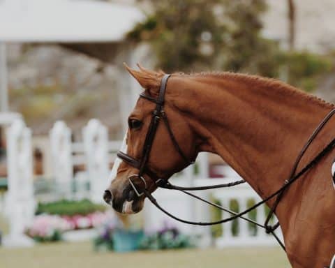 La remise des trophées de l’UNAT