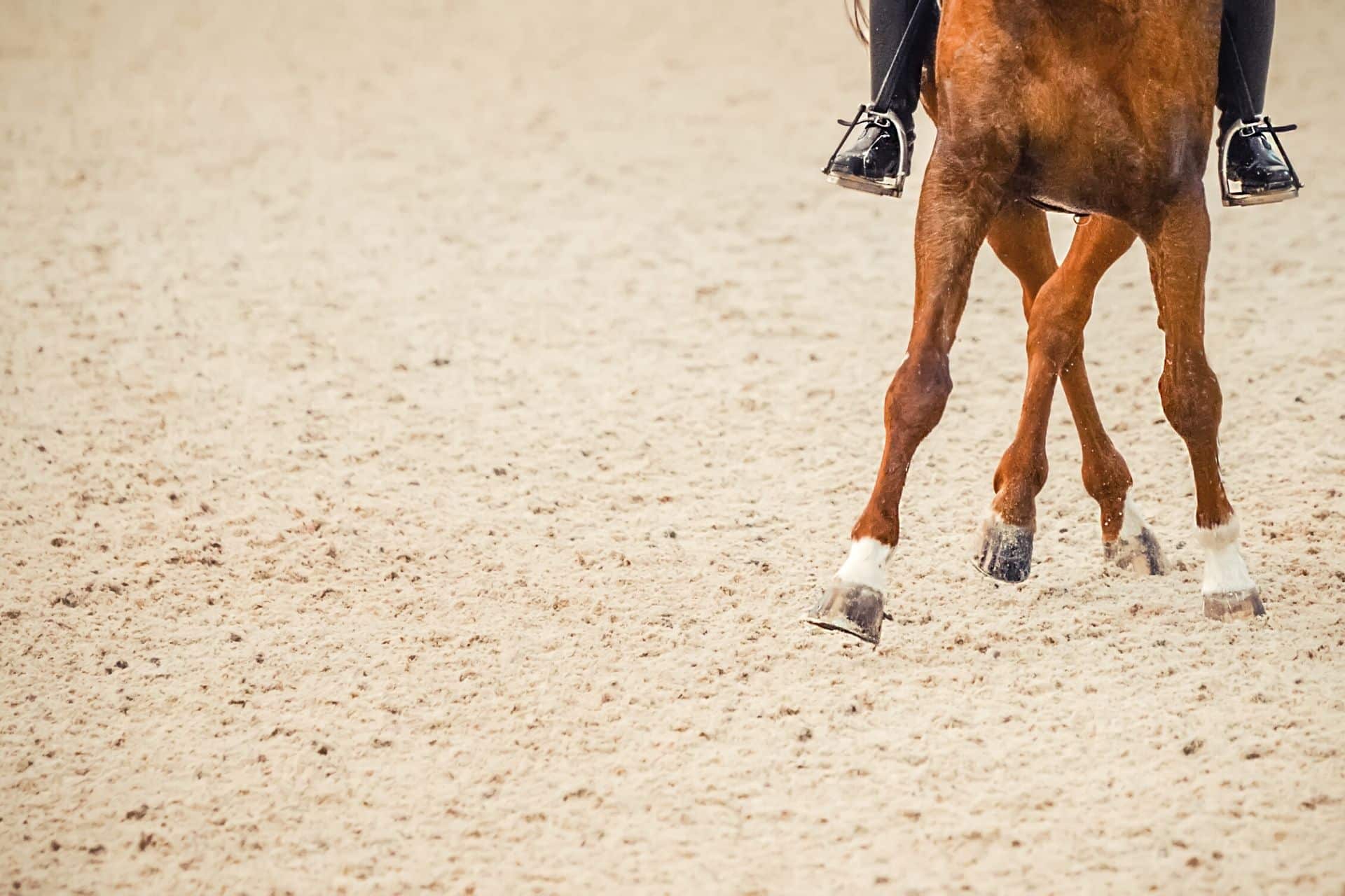 Tout avoir sur le Prix de Cornulier 2020