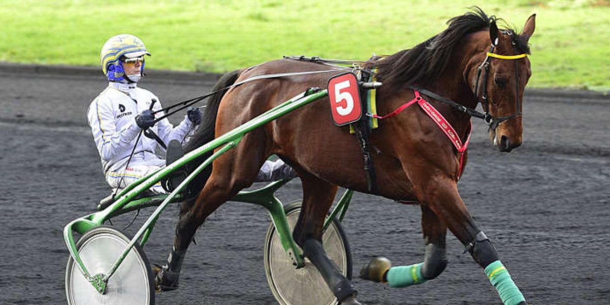 Quinté du samedi 1 mars 2025 à Vincennes: les pronostics