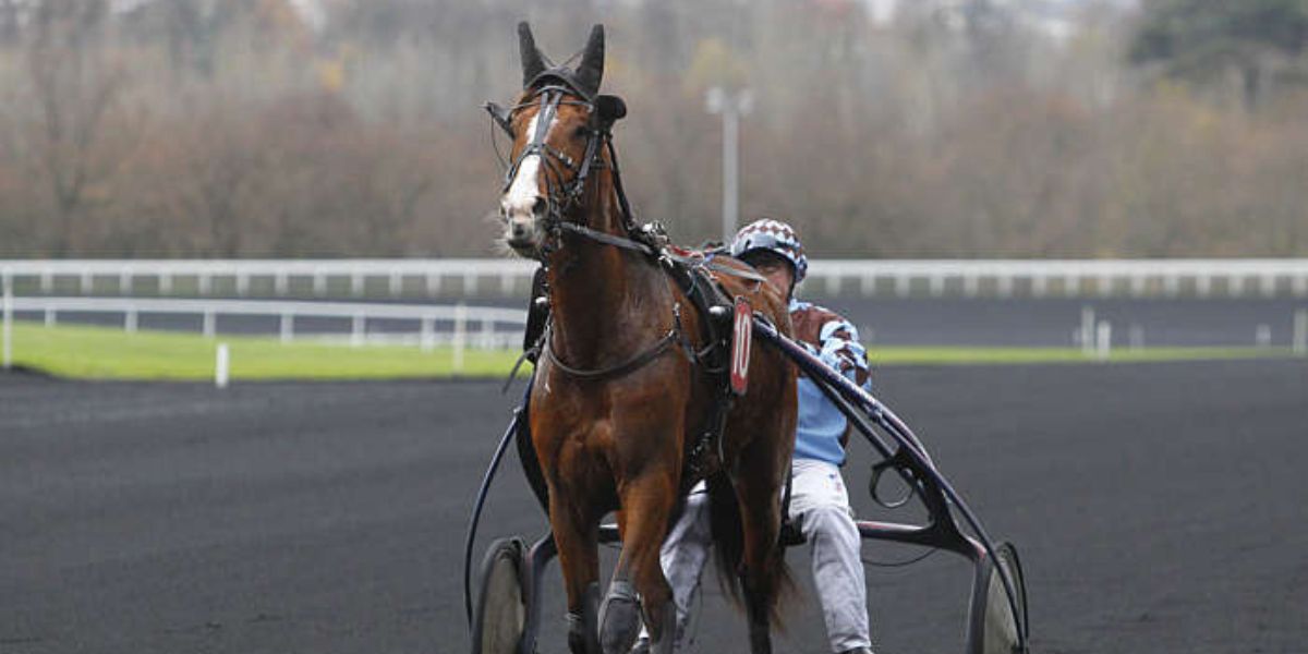 Quinté du samedi 8 février 2025 à Vincennes: les pronostics