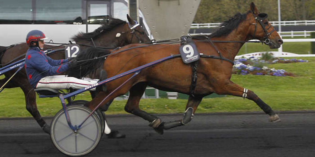 Quinté du mercredi 12 février 2025 à Vincennes: les pronostics