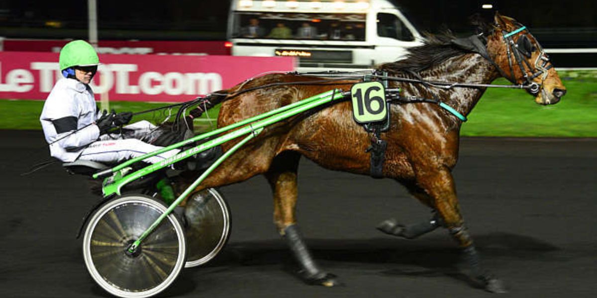 Quinté du vendredi 14 février 2025 à Vincennes: les pronostics