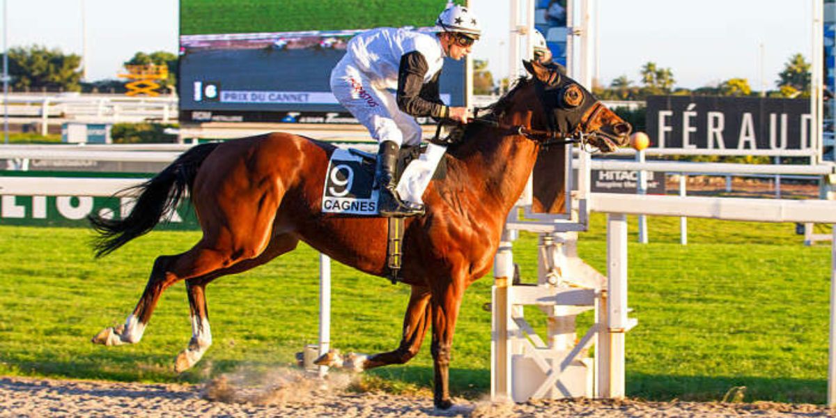 Quinté du samedi 22 février 2025 à Cagnes: les pronostics