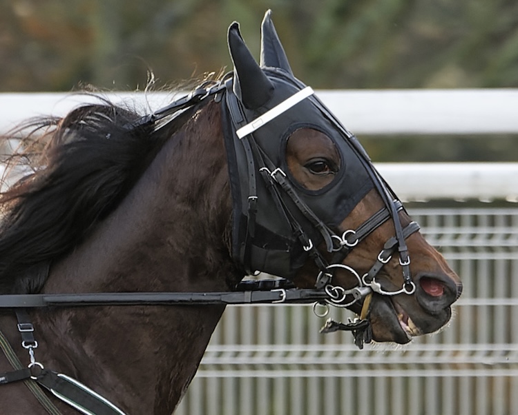 Vincennes Prix de Paris 2025