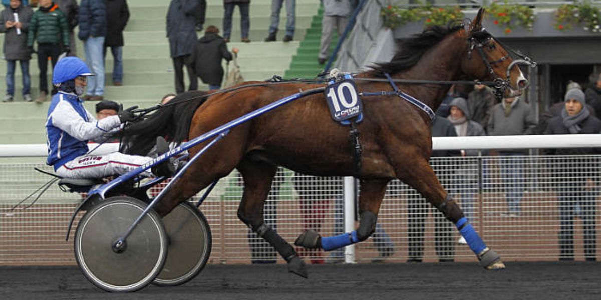 Quinté du mardi 4 février 2025 à Vincennes: les pronostics