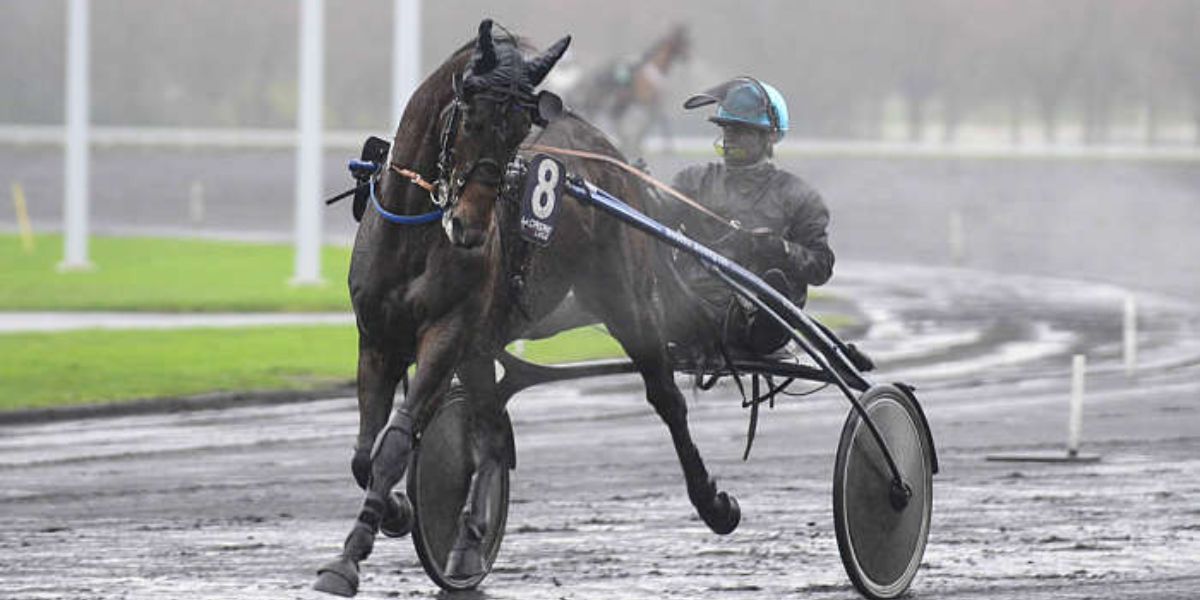 Quinté du mercredi 12 mars 2025 à Laval: les pronostics