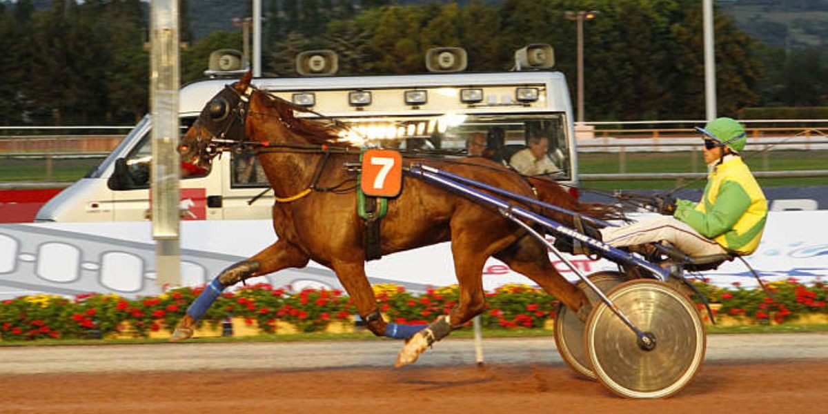 Quinté du mercredi 19 mars 2025 à Argentan: les pronostics
