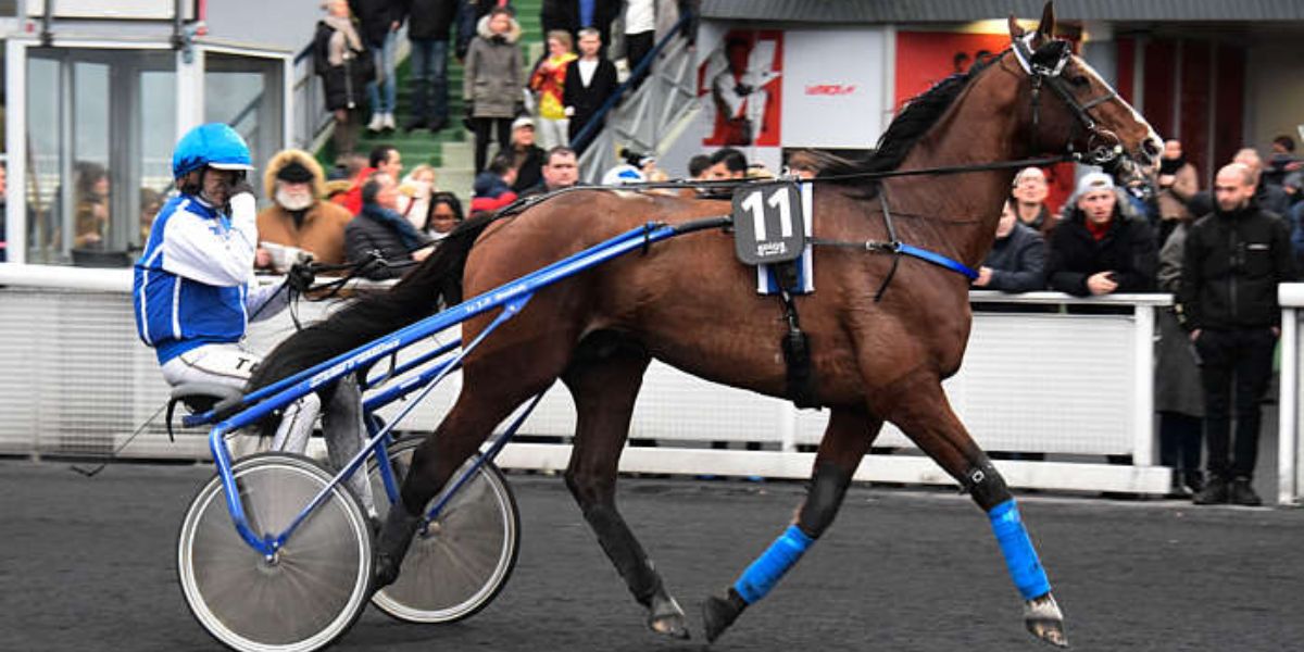 Quinté du mercredi 9 avril 2025 à Reims: les pronostics