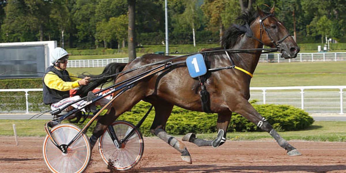 Quinté du mercredi 23 avril 2025 à Maure de Bretagne: les pronostics