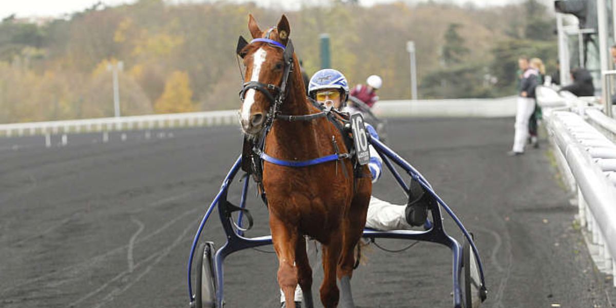 Quinté du mercredi 14 mai 2025 à Vincennes: les pronostics