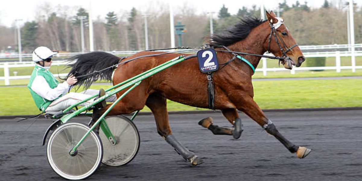 Quinté du mardi 1er juillet 2025 à Vichy: les pronostics