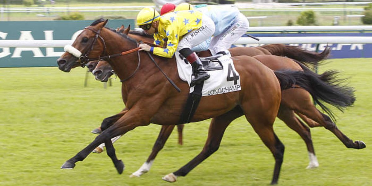 Quinté du jeudi 12 juin 2025 à Longchamp: les pronostics