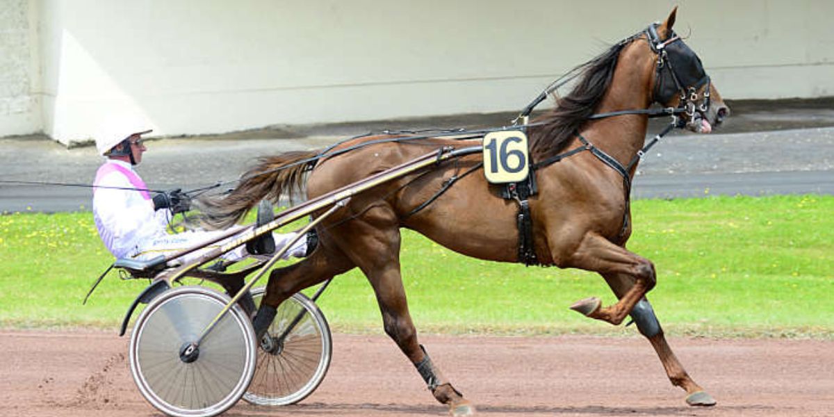 Quinté du samedi 14 juin 2025 à Enghien: les pronostics