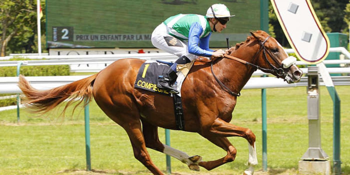 Quinté du lundi 16 juin 2025 à Compiègne: les pronostics