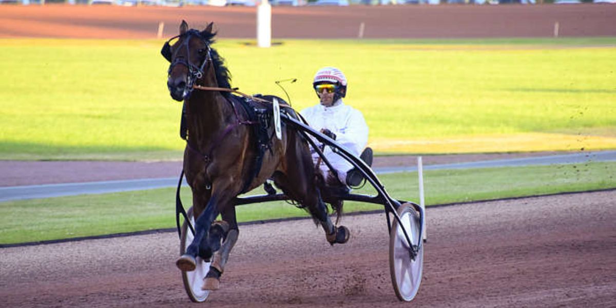 Quinté du mercredi 25 juin 2025 à Vire: les pronostics