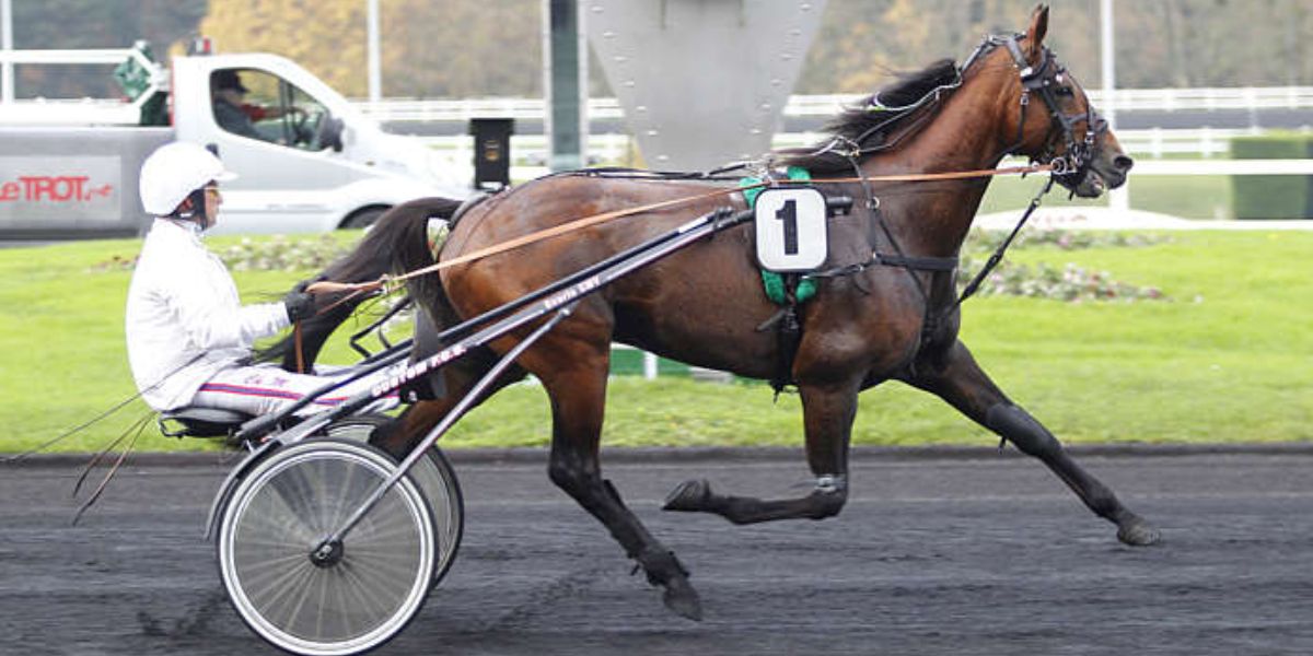 Quinté du vendredi 27 juin 2025 à Vincennes: les pronostics