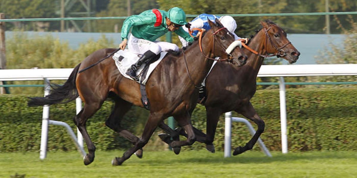 Quinté du dimanche 29 juin 2025 à Saint-Cloud: les pronostics