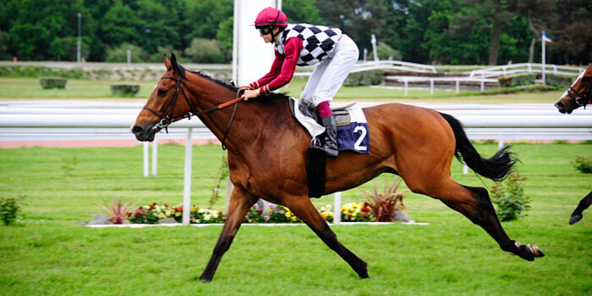 Quinté du samedi 2 août 2025 à Clairefontaine: les pronostics