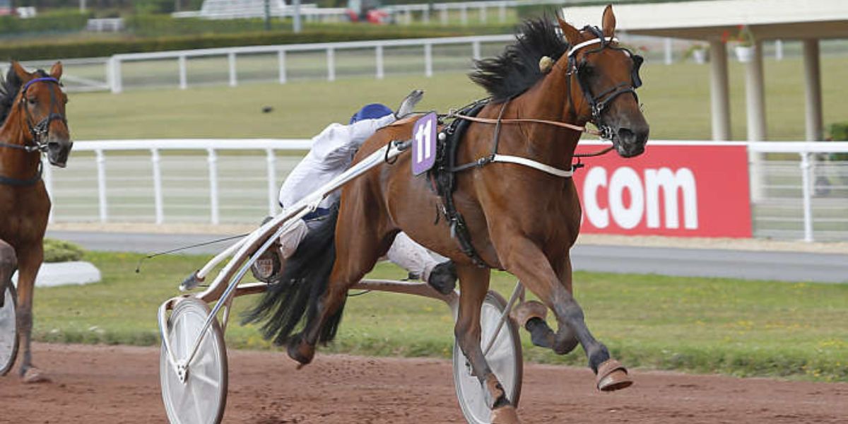 Quinté du mercredi 9 juillet 2025 aux Sables d'Olonne: les pronostics