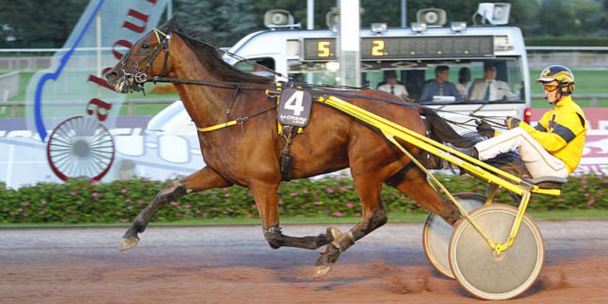 Quinté du vendredi 11 juillet 2025 à Cabourg: les pronostics