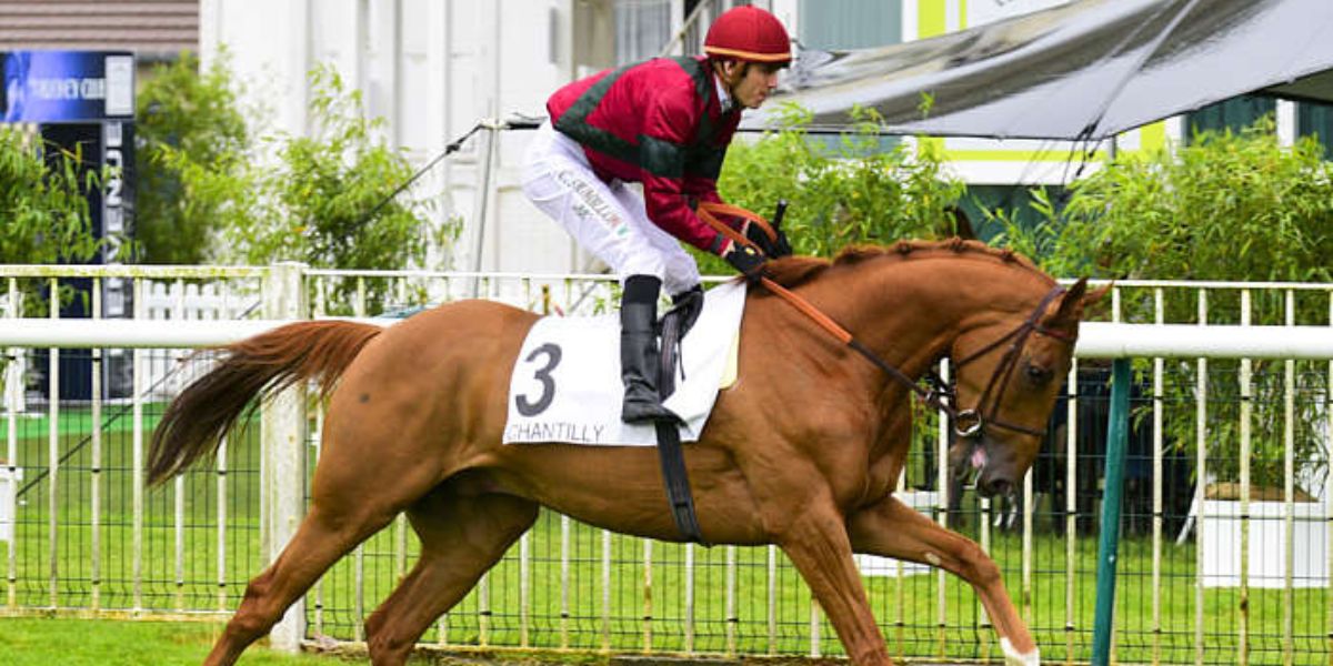 Quinté du dimanche 20 juillet 2025 à Chantilly: les pronostics