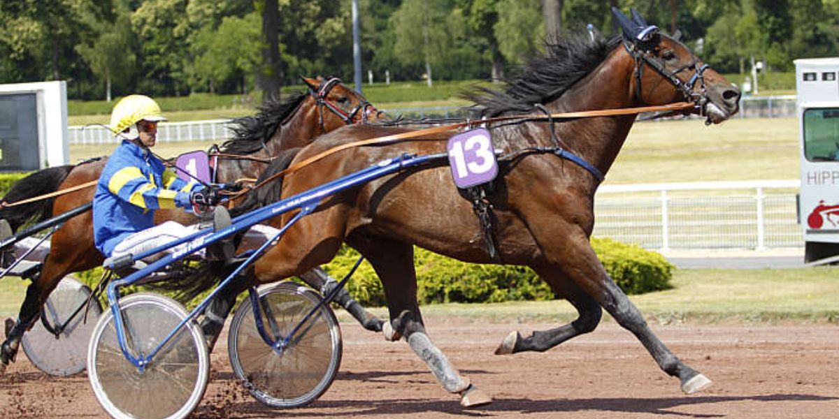 Quinté du mercredi 23 juillet 2025 à Enghien: les pronostics