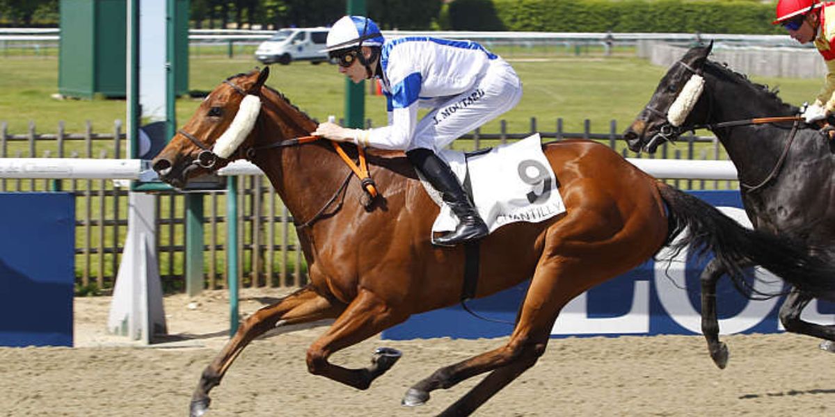 Quinté du lundi 1er septembre 2025 à Chantilly: les pronostics