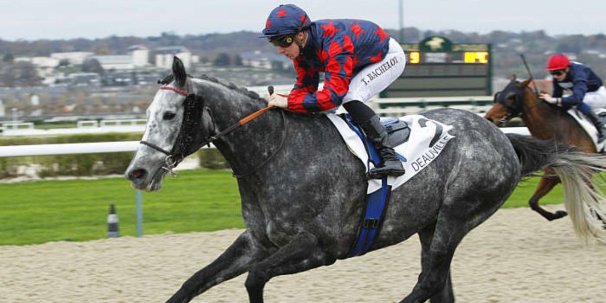 Quinté du mardi 5 août 2025 à Deauville: les pronostics