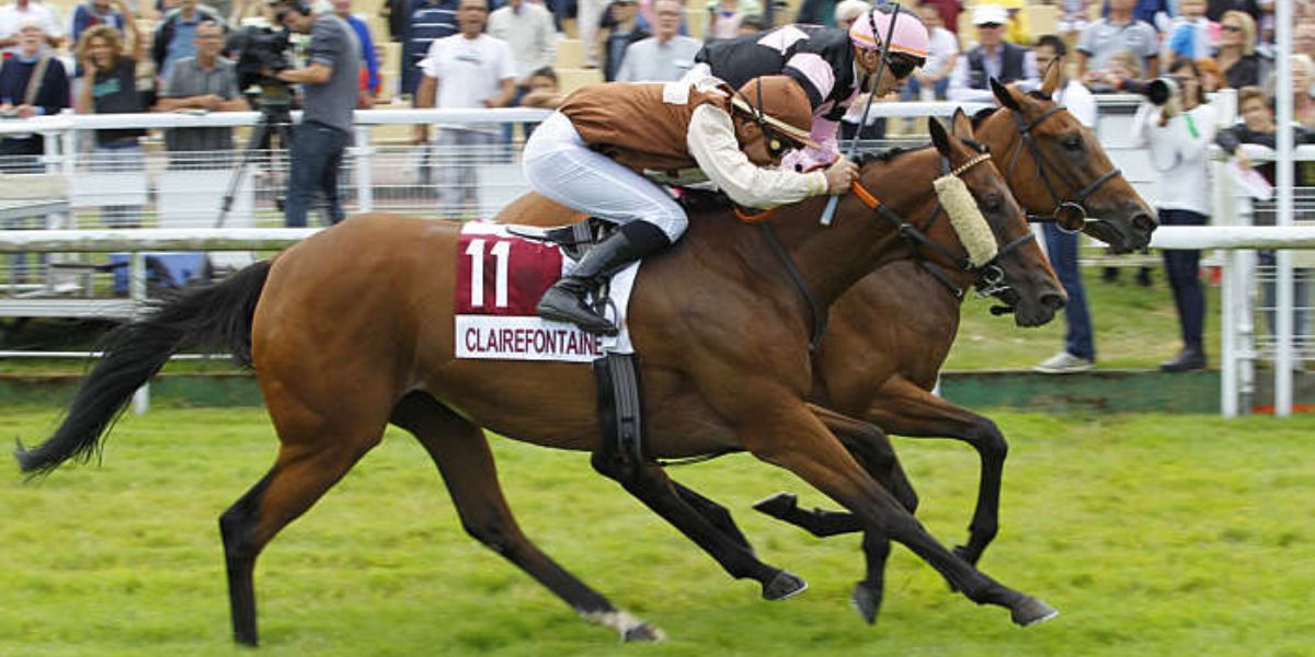 Quinté du lundi 18 août 2025 à Clairefontaine: les pronostics