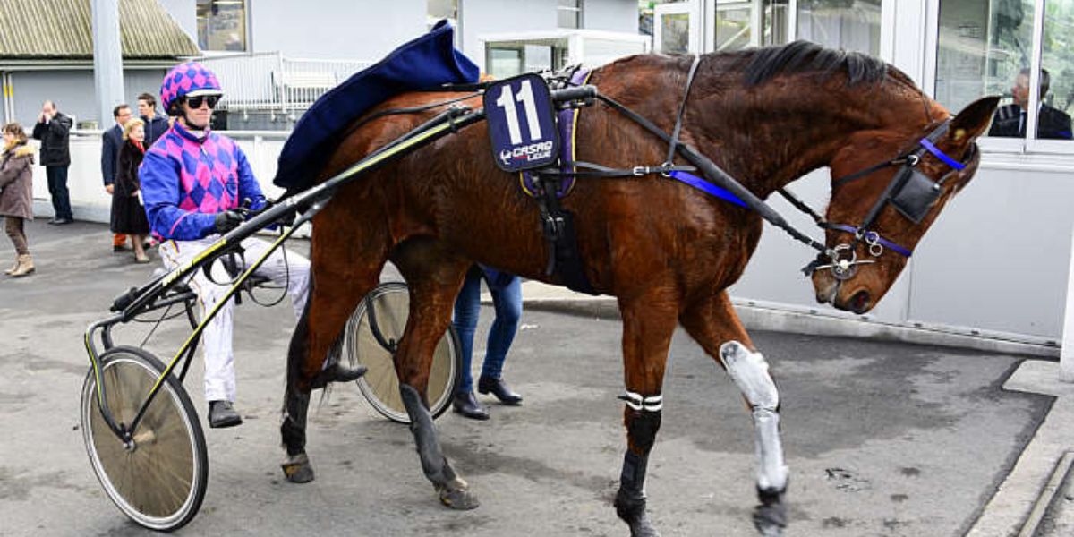 Quinté du mercredi 20 août 2025 à Vincennes: les pronostics