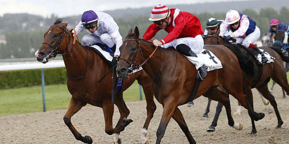 Quinté du samedi 23 août 2025 à Deauville: les pronostics