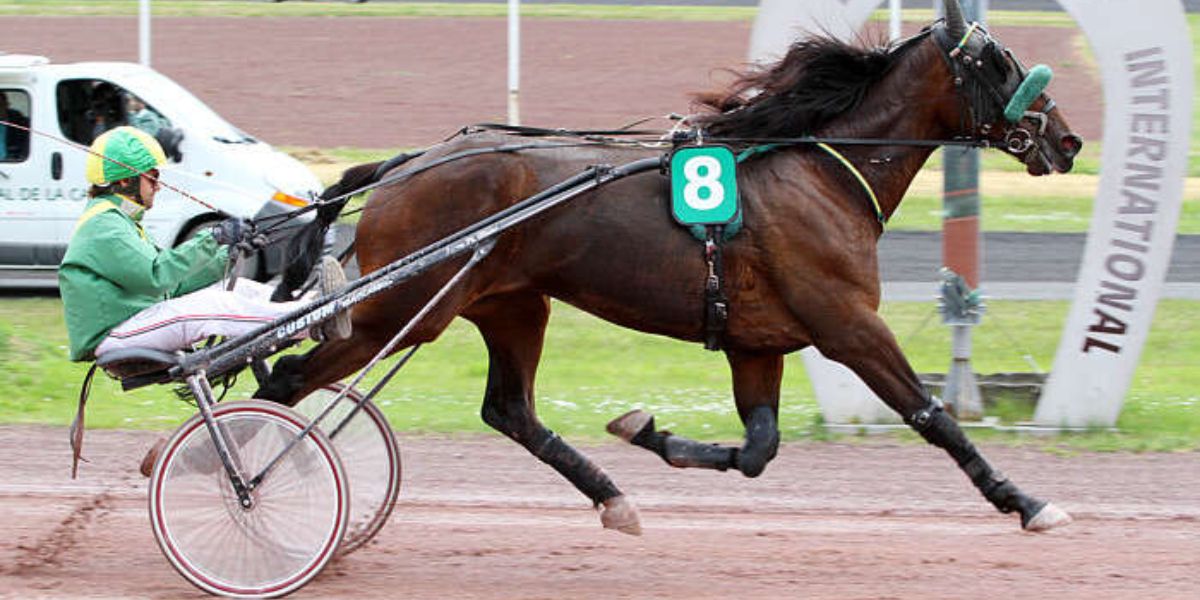 Quinté du mercredi 3 septembre 2025 à La Capelle: les pronostics