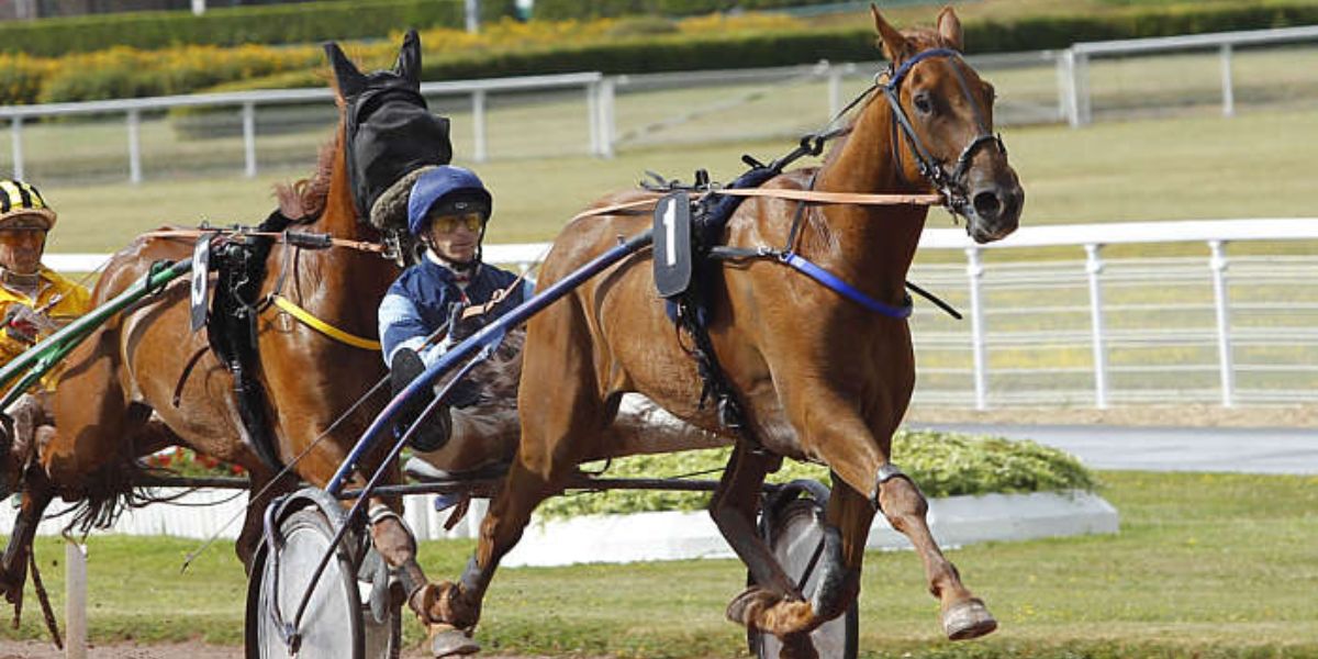 Quinté du mercredi 24 septembre 2025 à Lisieux: les pronostics