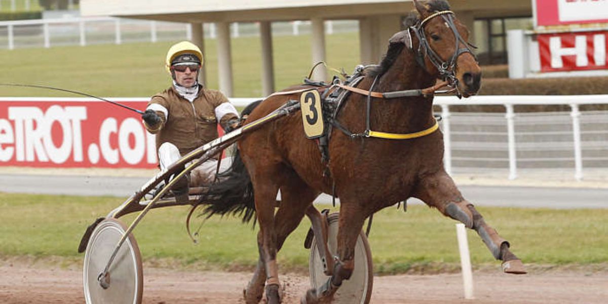 Quinté du samedi 1er novembre 2025 à Laval: les pronostics
