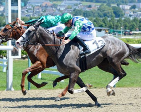 Quinté du dimanche 2 novembre 2025 à Deauville: les pronostics