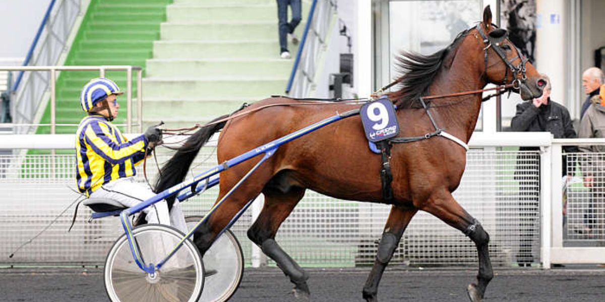 Quinté du vendredi 10 octobre 2025 à Vincennes: les pronostics