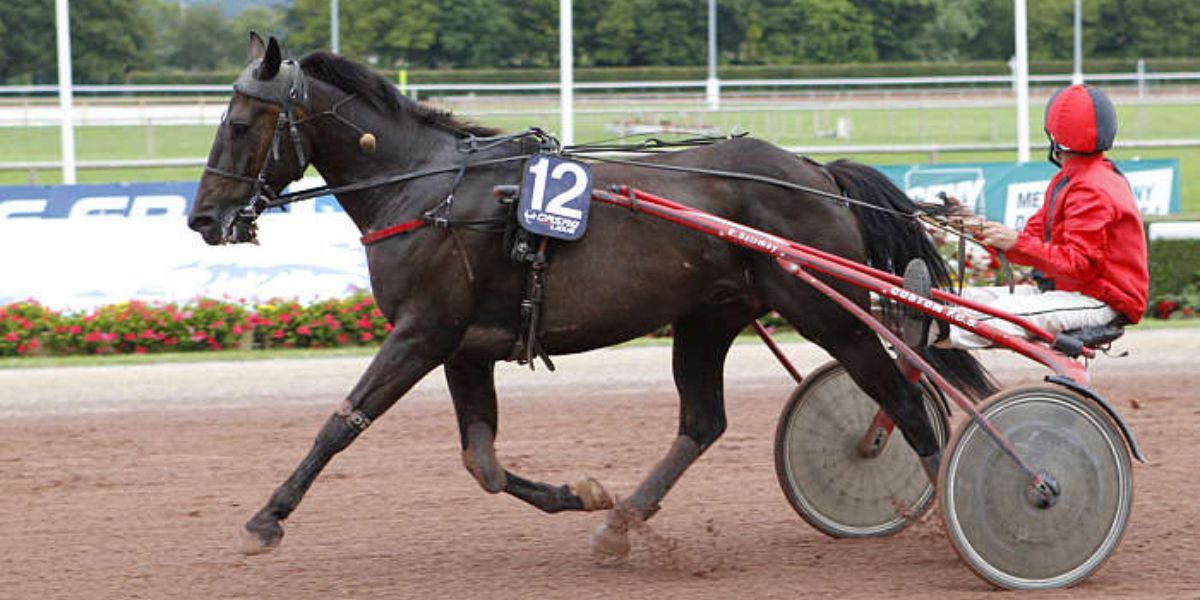 Quinté du mercredi 15 octobre 2025 à Feurs: les pronostics