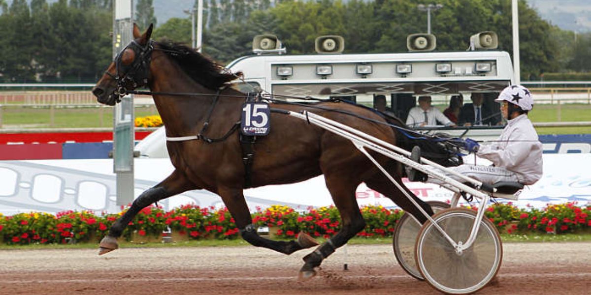 Quinté du mercredi 22 octobre 2025 à Beaumont: les pronostics