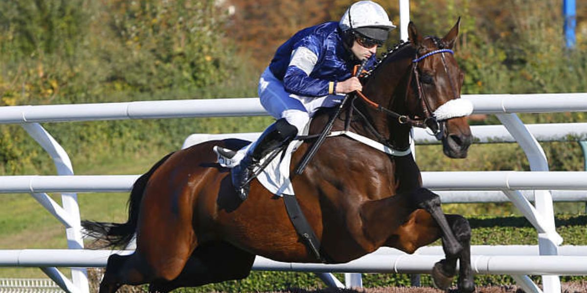 Quinté du jeudi 23 octobre 2025 à Auteuil: les pronostics