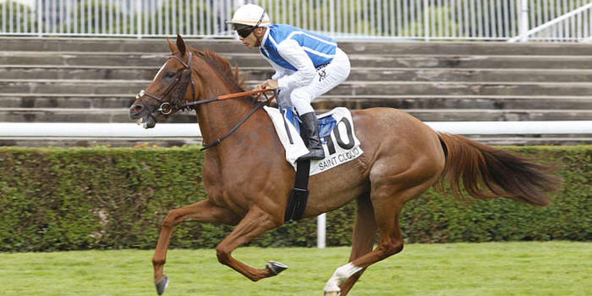 Quinté du dimanche 9 novembre 2025 à Saint-Cloud: les pronostics