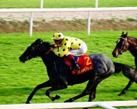 Quinté du mardi 11 novembre 2025 à Toulouse: les pronostics