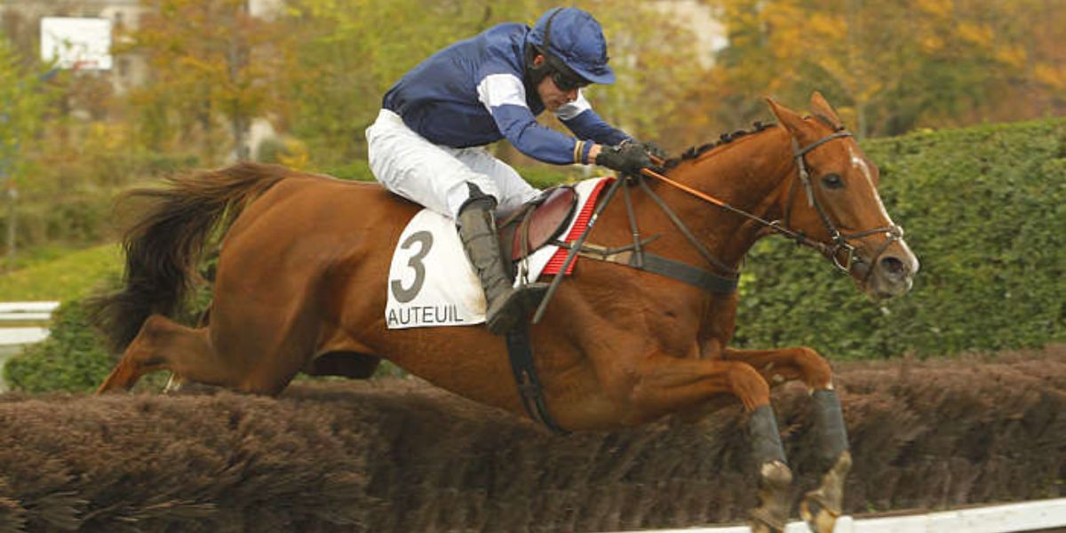 Quinté du samedi 15 novembre 2025 à Auteuil: les pronostics