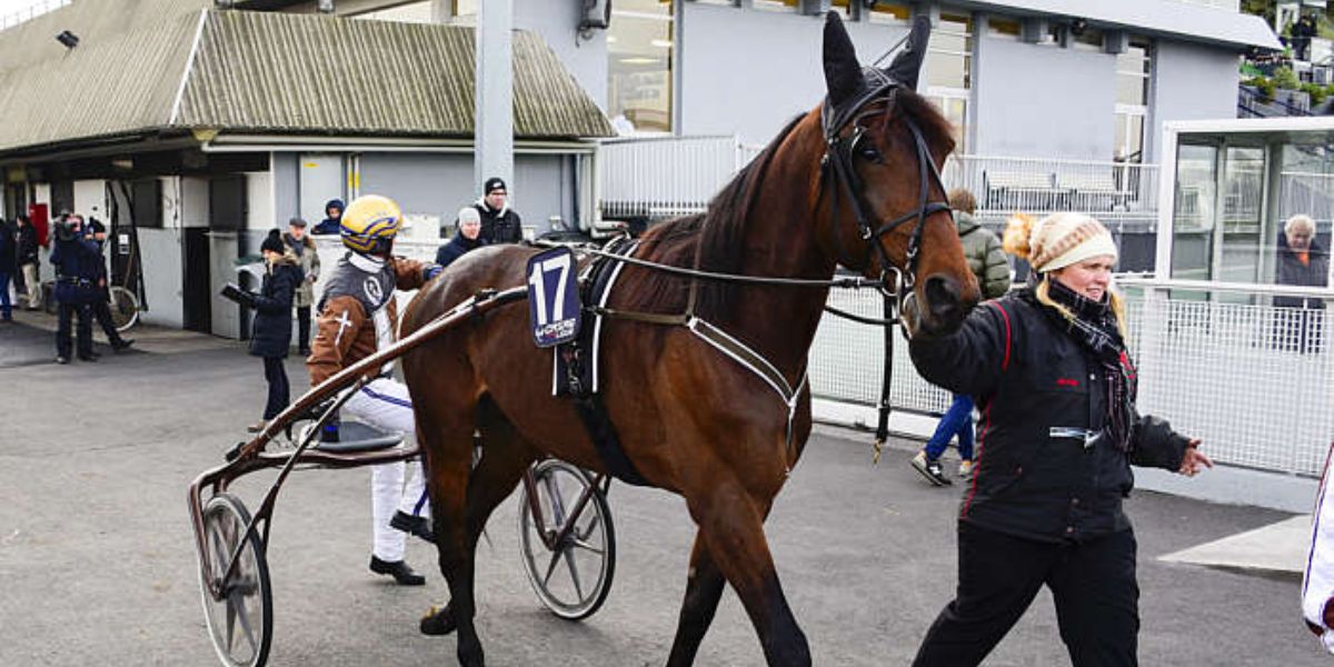 Quinté du dimanche 16 novembre 2025 à Vincennes: les pronostics