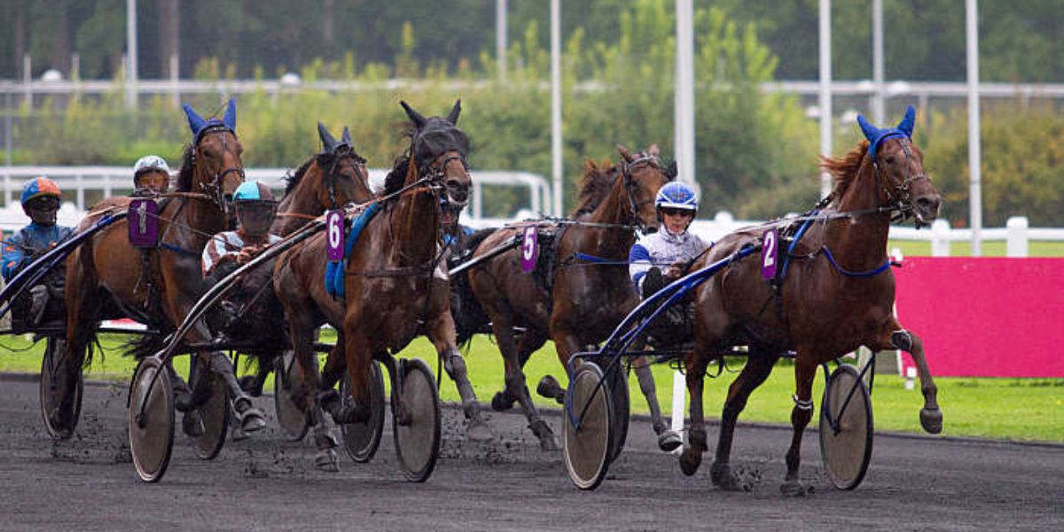 Quinté du vendredi 21 novembre 2025 à Vincennes: les pronostics