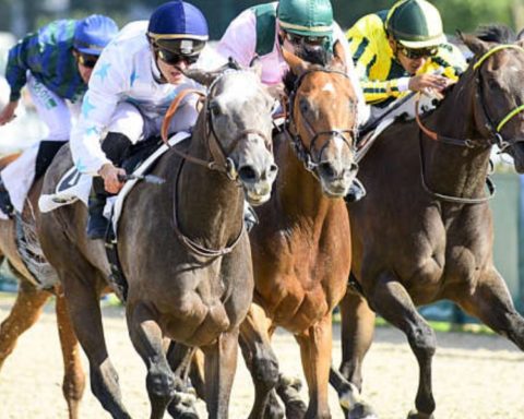 Quinté du mardi 25 novembre 2025 à Deauville: les pronostics