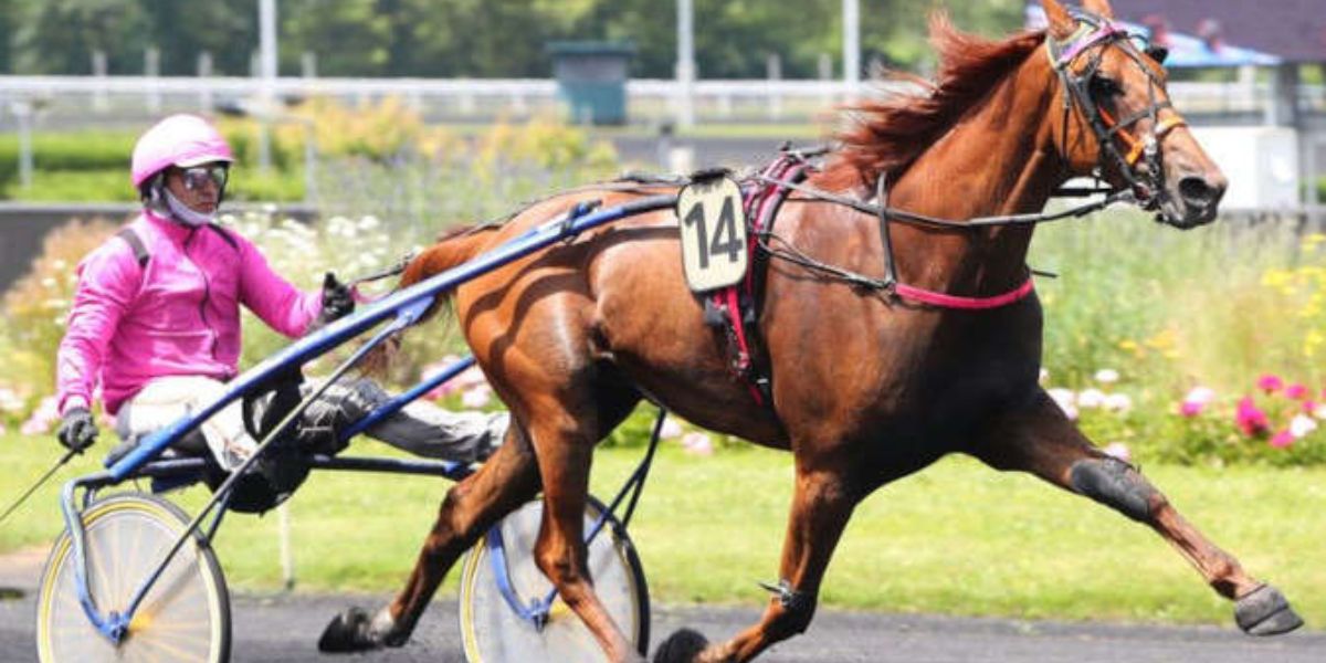 Quinté du vendredi 28 novembre 2025 à Vincennes: les pronostics