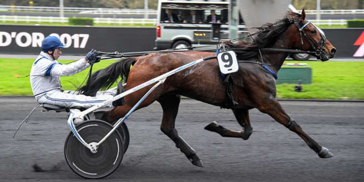 Quinté du vendredi 5 décembre 2025 à Vincennes: les pronostics