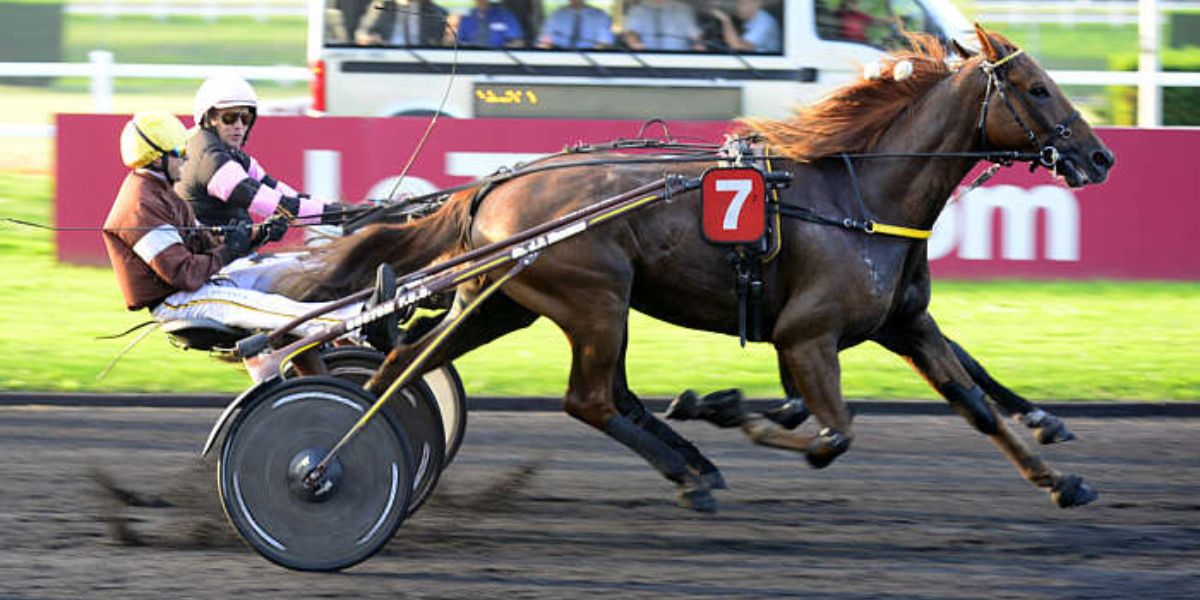 Quinté du mercredi 10 décembre 2025 à Vincennes: les pronostics