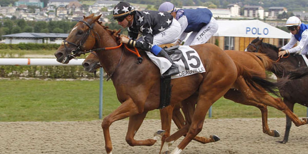 Quinté du jeudi 18 décembre 2025 à Deauville: les pronostics