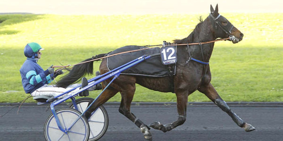 Quinté du vendredi 19 décembre 2025 à Vincennes: les pronostics